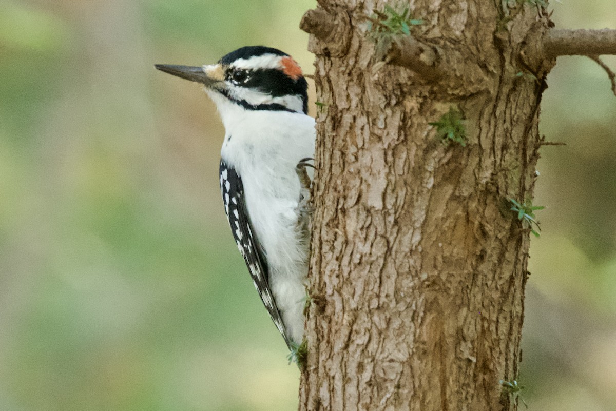 Hairy Woodpecker - ML644231137