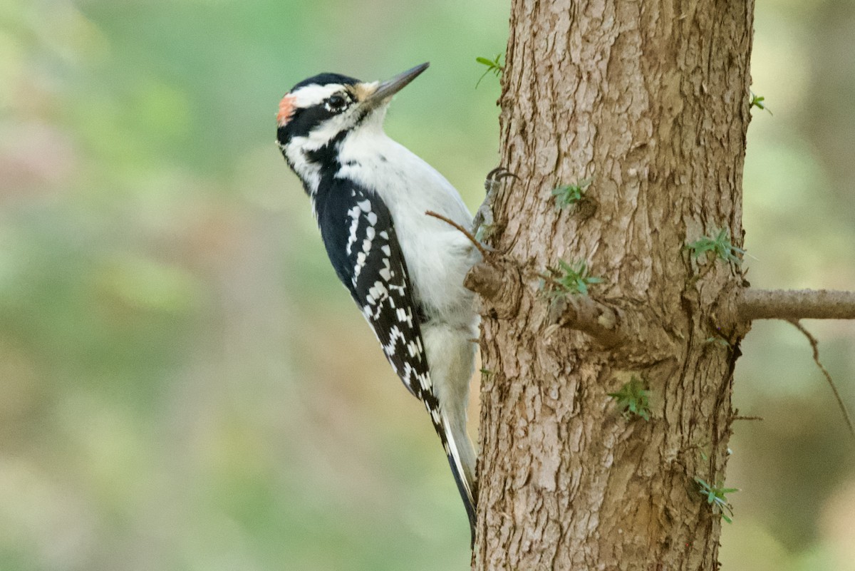 Hairy Woodpecker - ML644231138