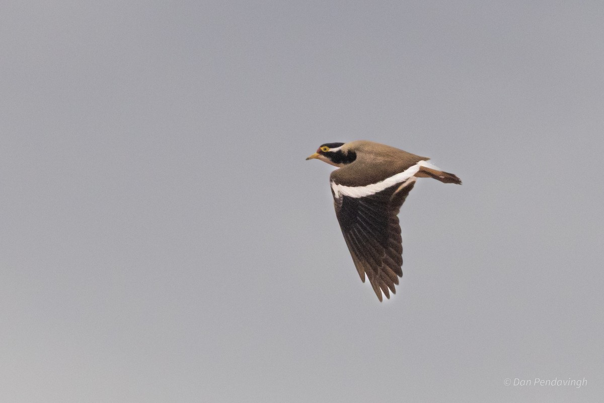 Vanneau tricolore - ML644231141