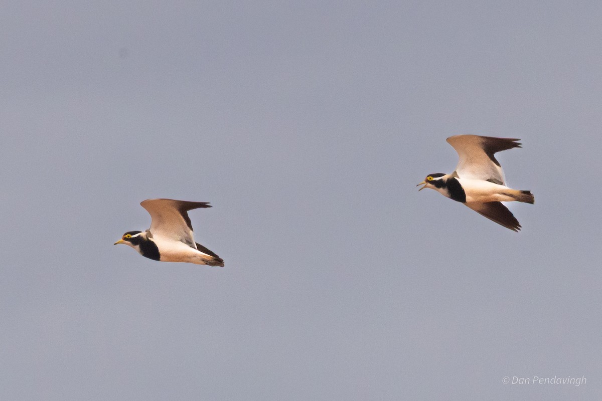 Vanneau tricolore - ML644231142