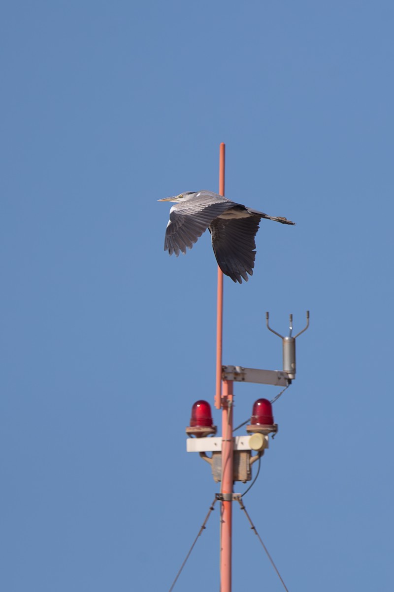 Gray Heron - ML644231144