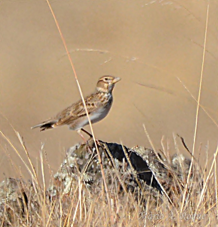 Kalanderlerche - ML644231145