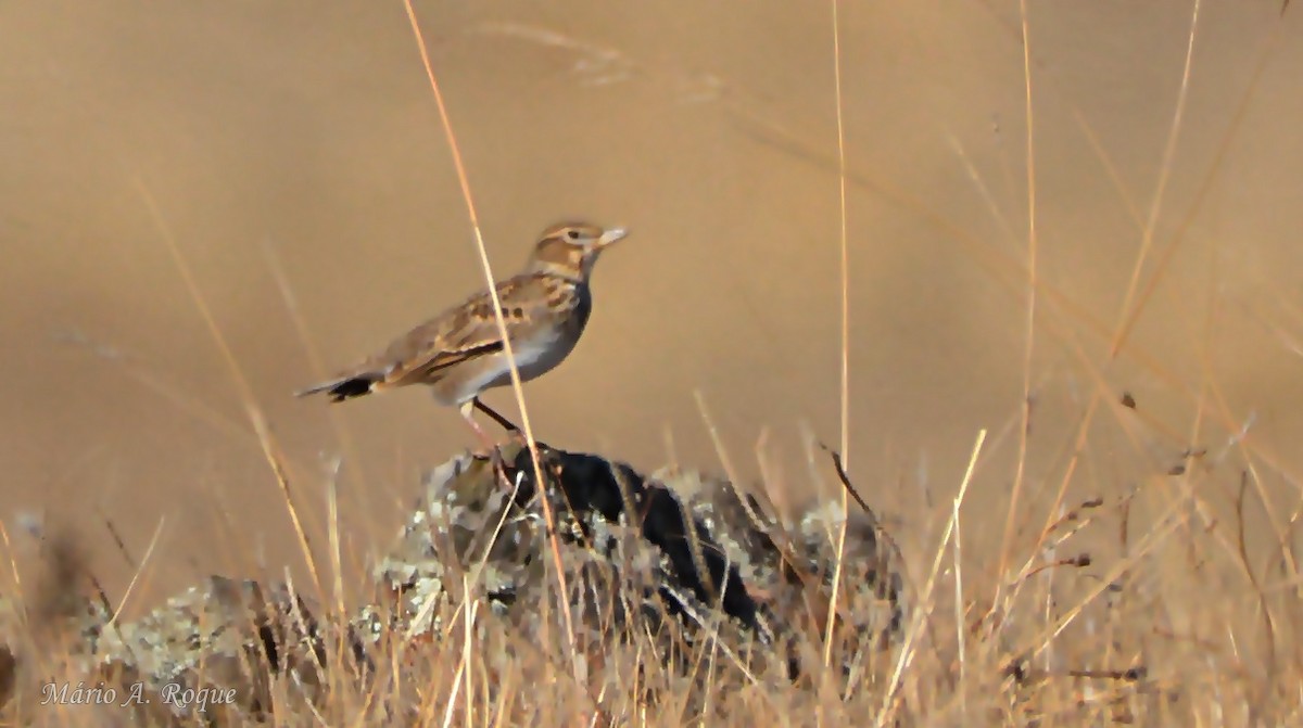 Kalanderlerche - ML644231146