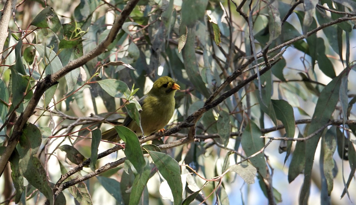 スズミツスイ - ML644231147