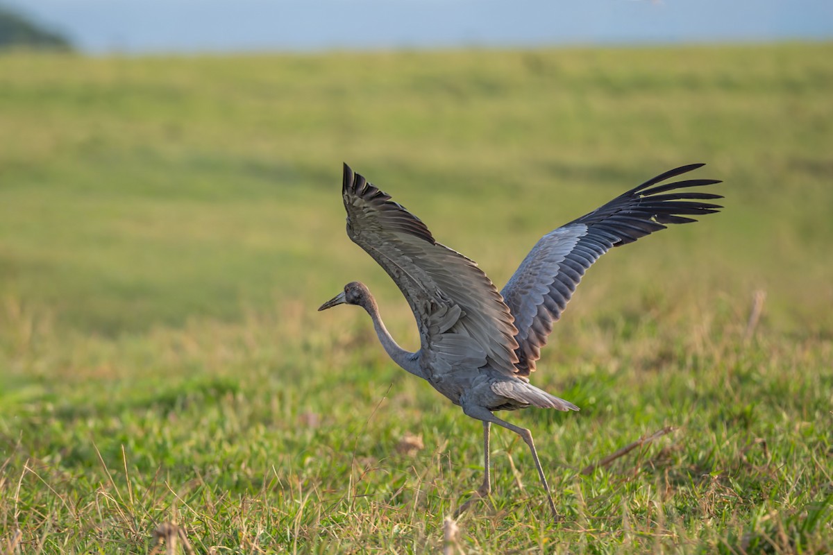 Sarus Crane - ML644231150