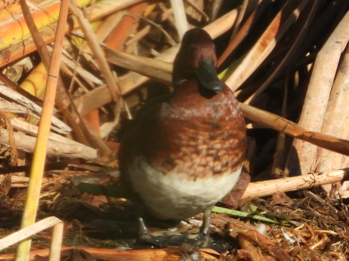 Ferruginous Duck - ML644231155