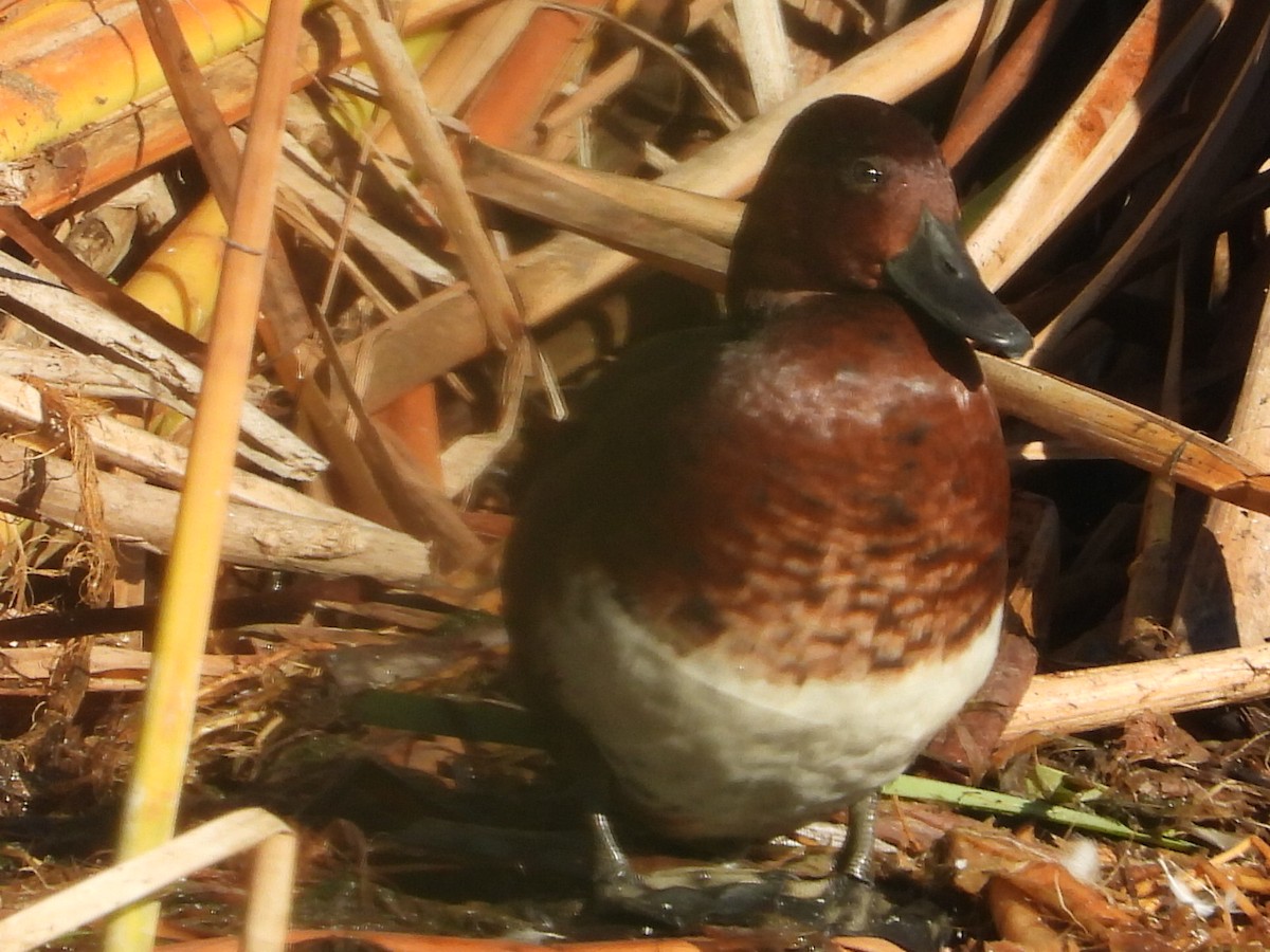 Ferruginous Duck - ML644231156
