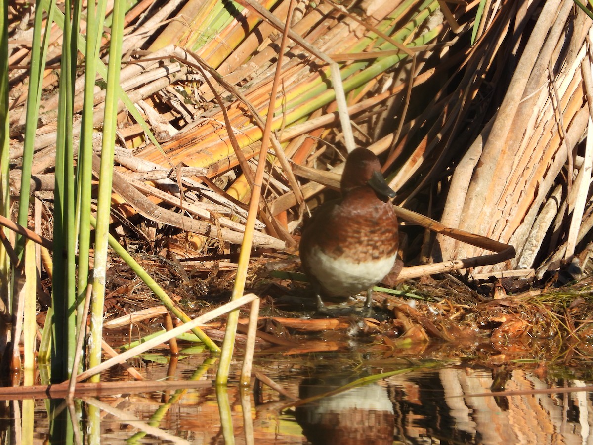 Ferruginous Duck - ML644231157