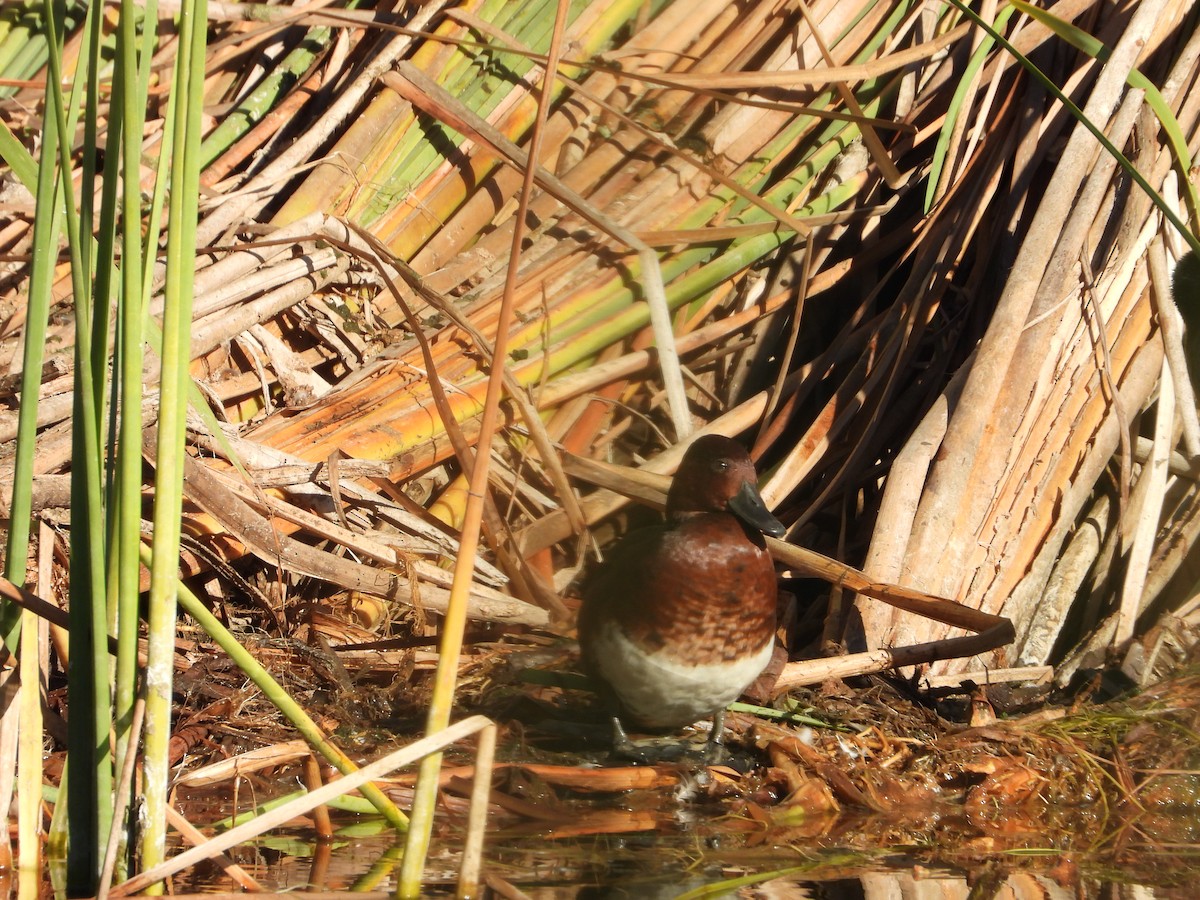 Ferruginous Duck - ML644231159
