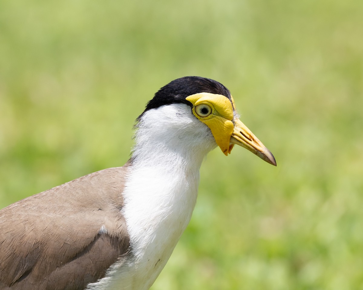 Masked Lapwing - ML644231175