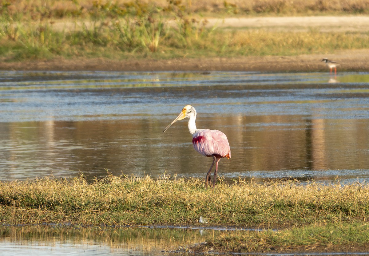 Roseate Spoonbill - ML644231177