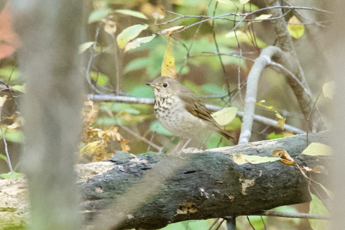 Hermit Thrush - ML644231181