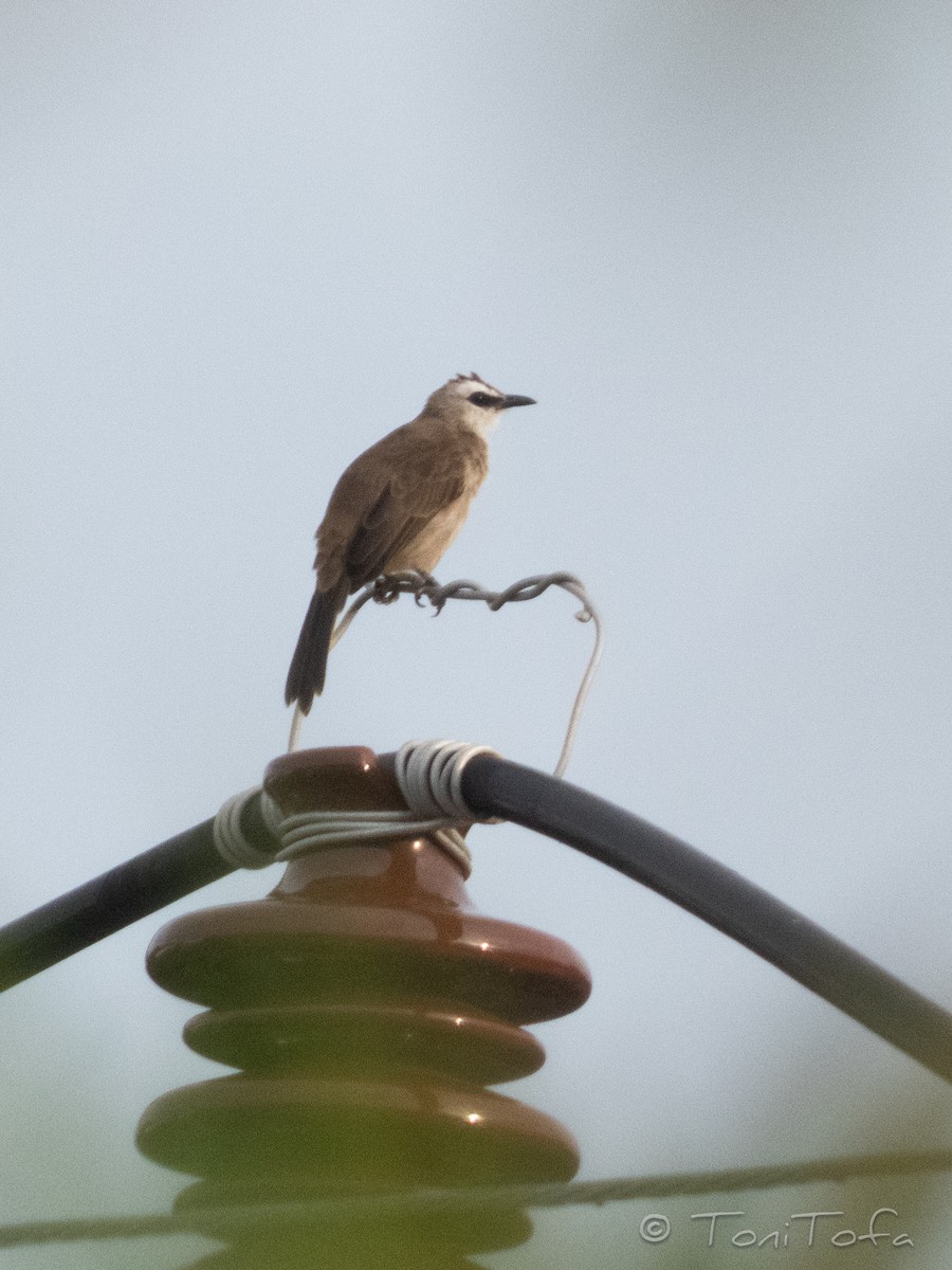 Yellow-vented Bulbul - ML644231188