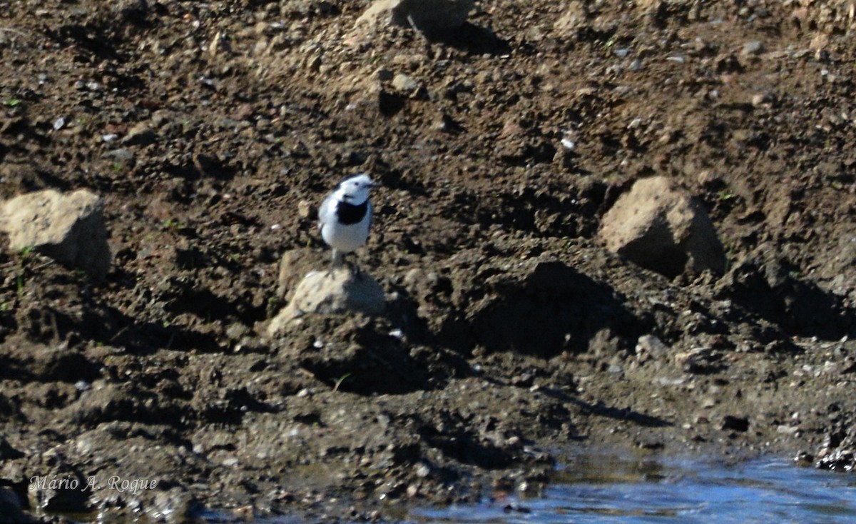 White Wagtail - ML644231193