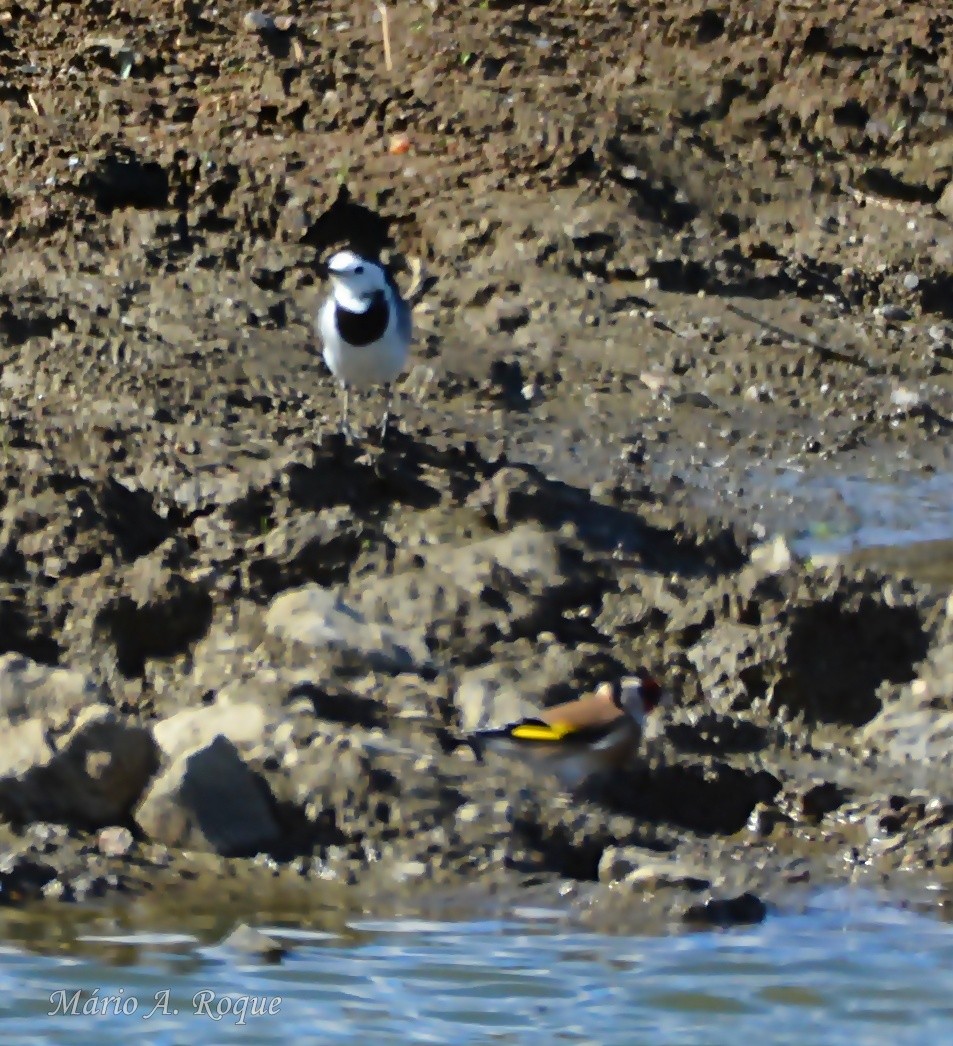 White Wagtail - ML644231194
