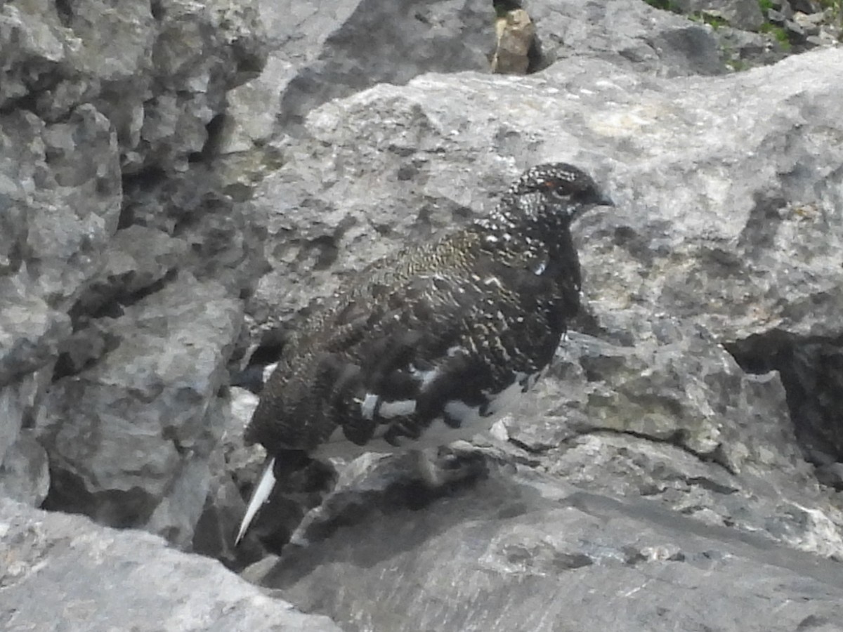 Куріпка тундрова - ML644231195