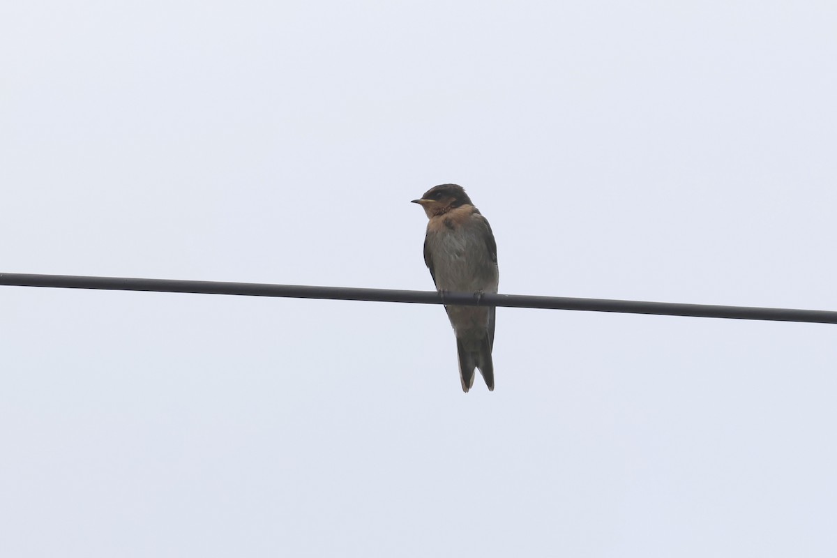 Welcome Swallow - ML644231198