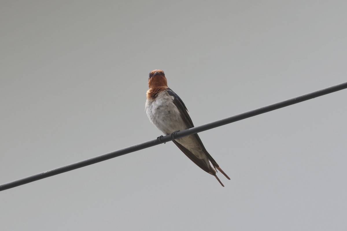 Welcome Swallow - ML644231199