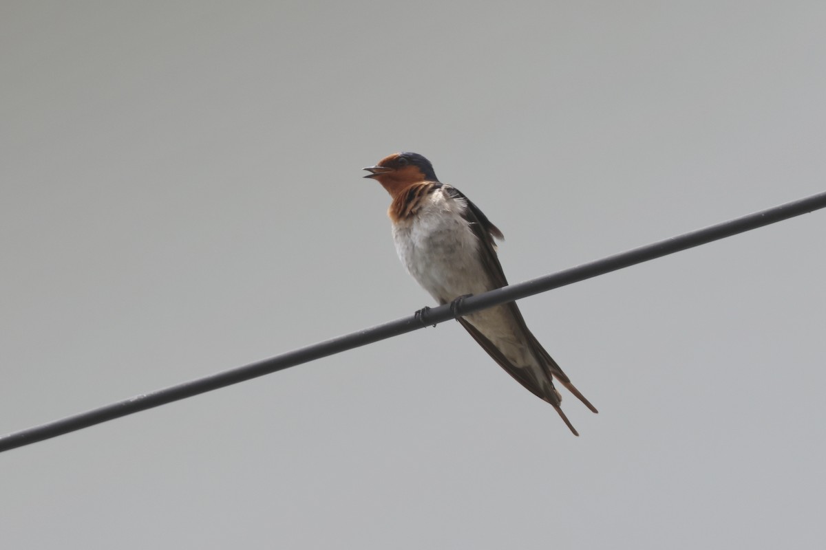 Welcome Swallow - ML644231200