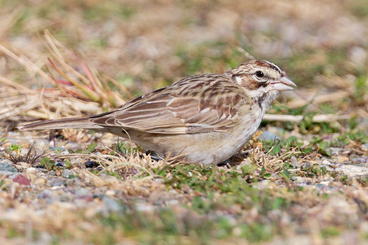 Lark Sparrow - ML644231207
