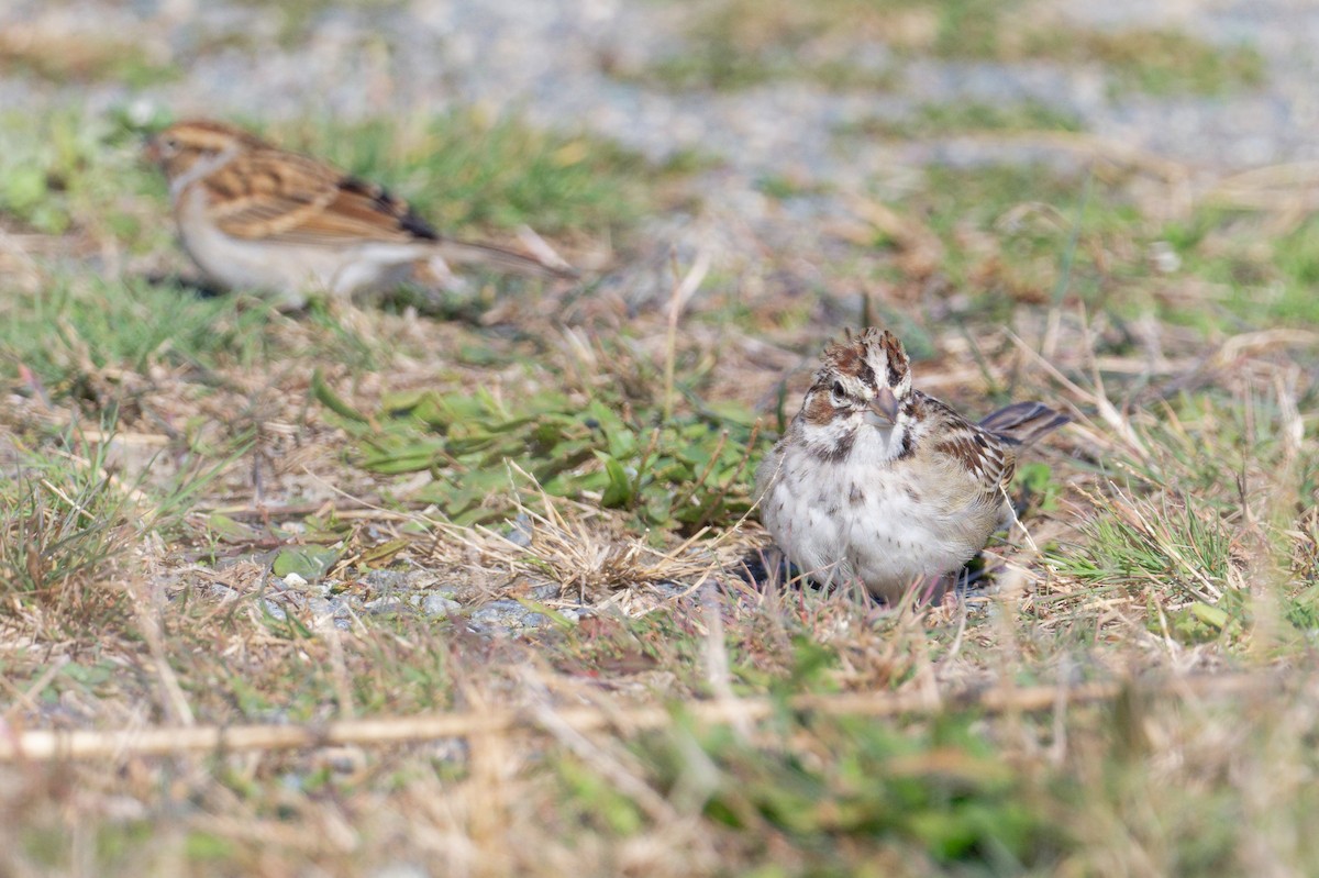 Lark Sparrow - ML644231208