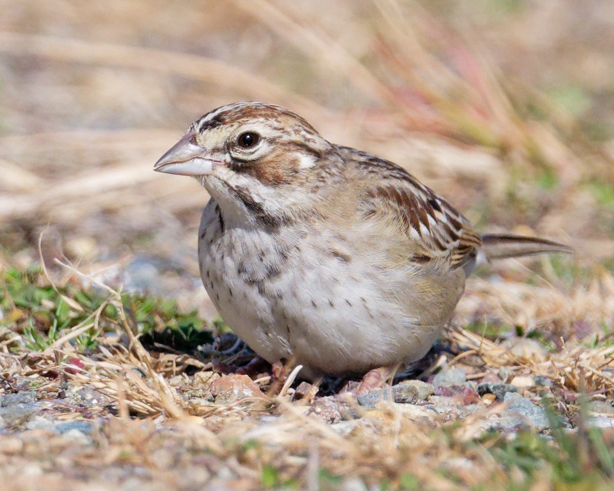 Lark Sparrow - ML644231209