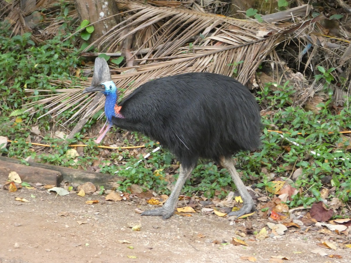 Southern Cassowary - ML644231227