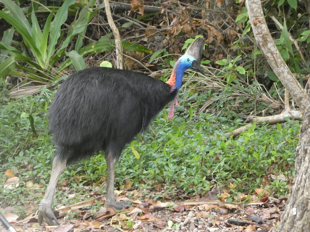 Southern Cassowary - ML644231228