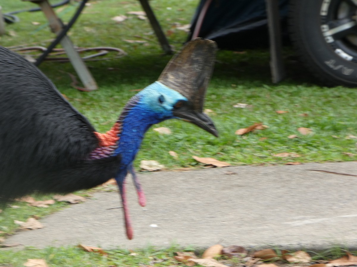 Southern Cassowary - ML644231229