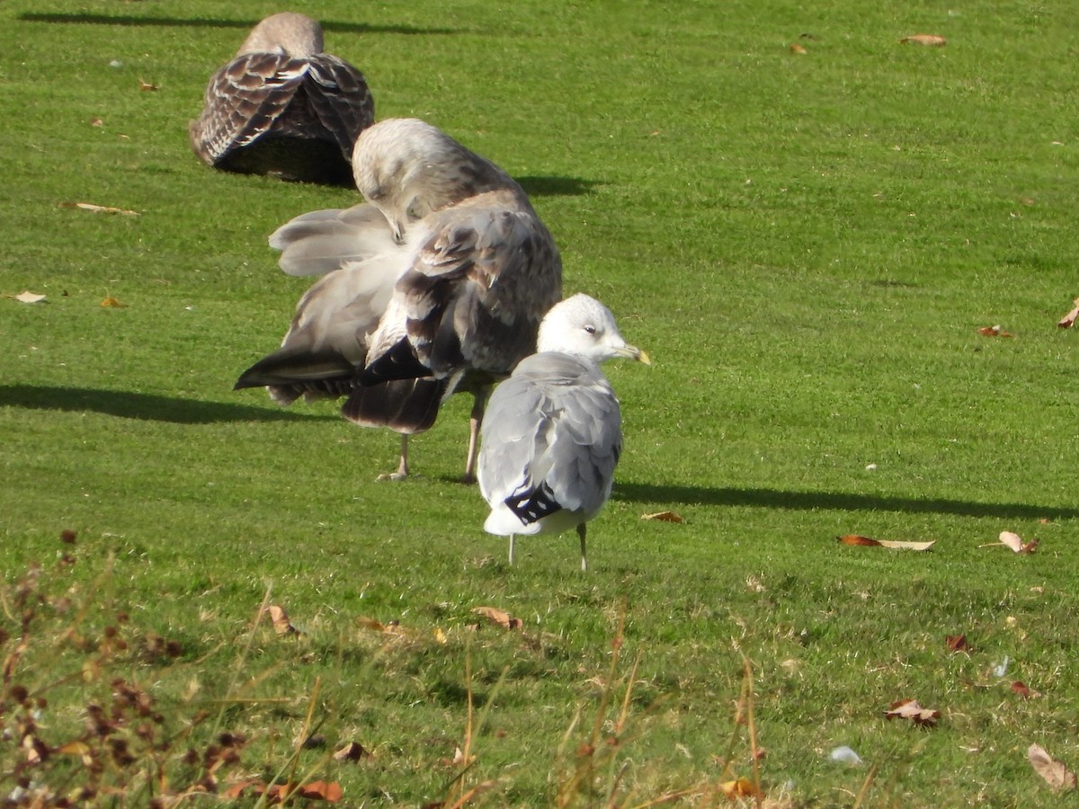 Common Gull - ML644231232
