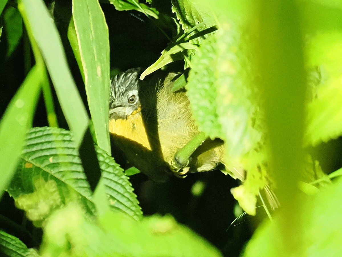 Gray-throated Babbler - ML644231257