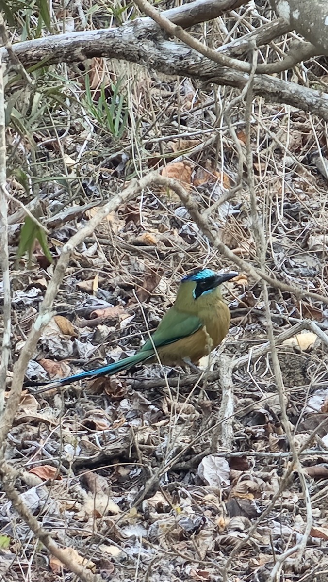 Whooping Motmot - ML644231261