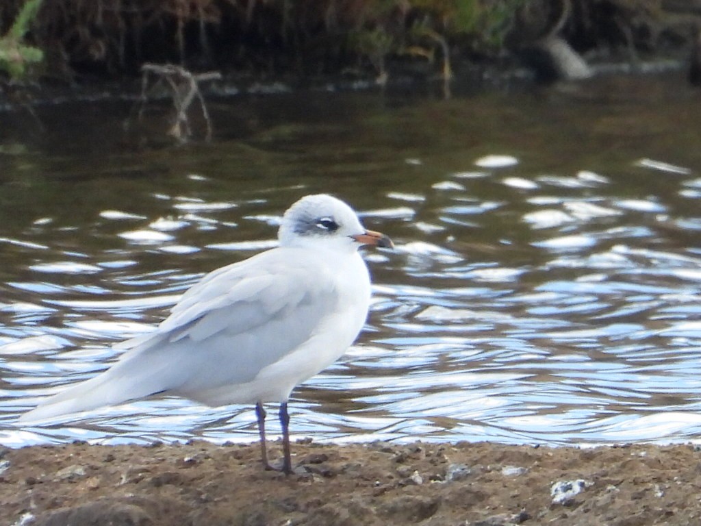 ニシズグロカモメ - ML644231266