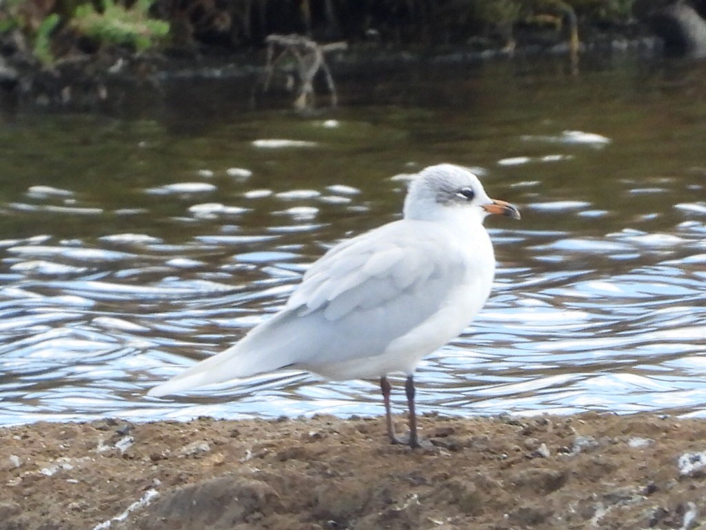 ニシズグロカモメ - ML644231267