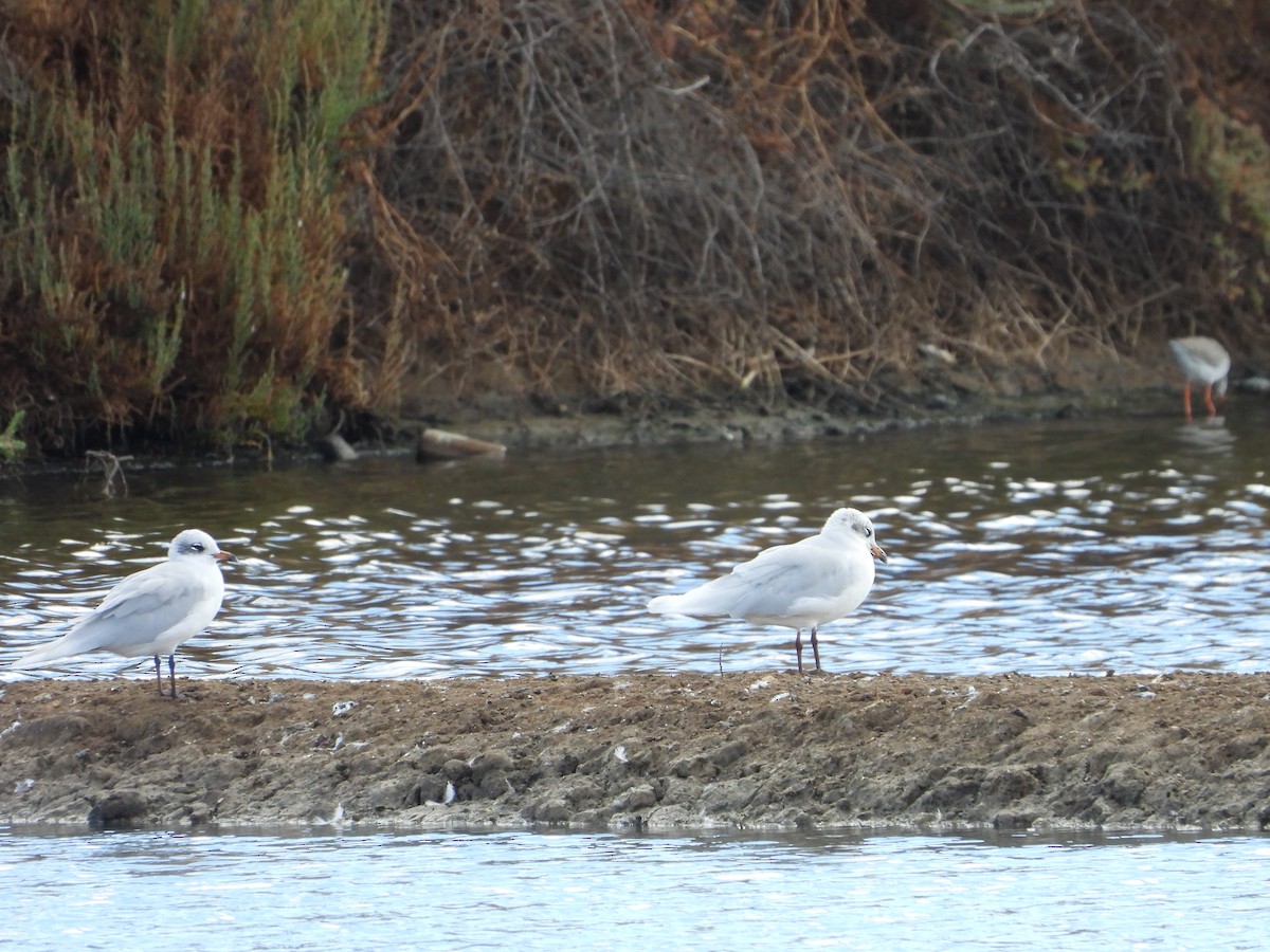 ニシズグロカモメ - ML644231268