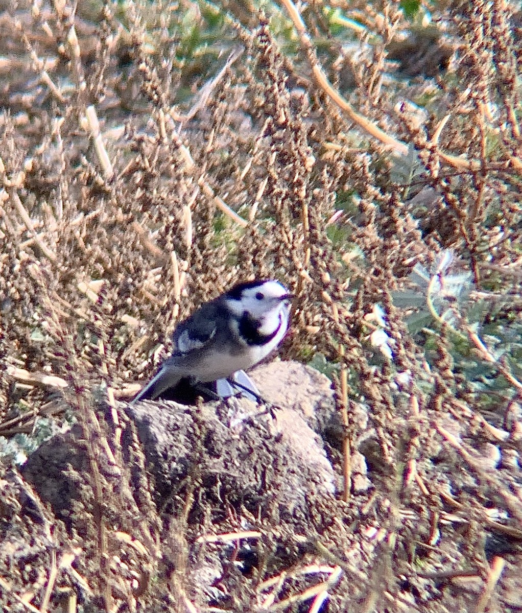 White Wagtail - ML644231272