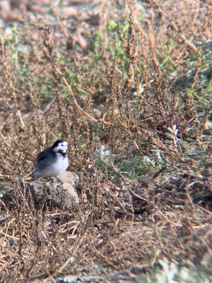 White Wagtail - ML644231273