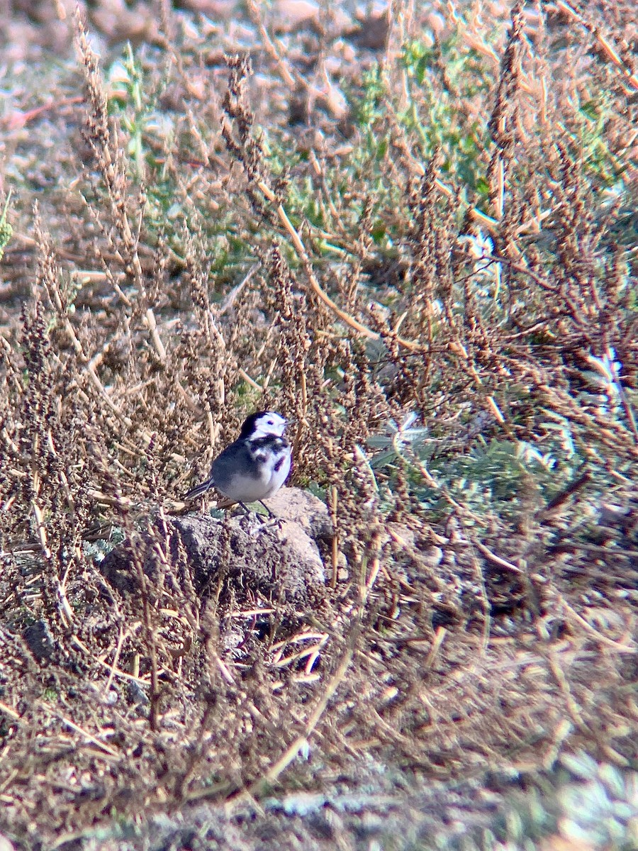 White Wagtail - ML644231274