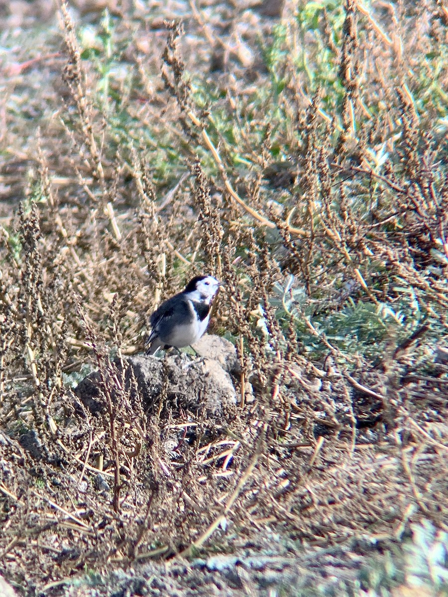 White Wagtail - ML644231275