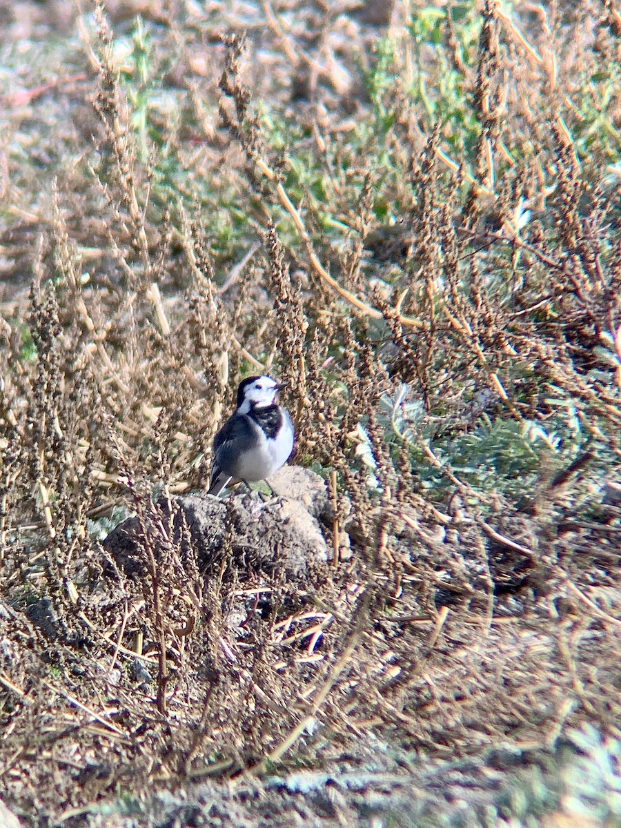 White Wagtail - ML644231276