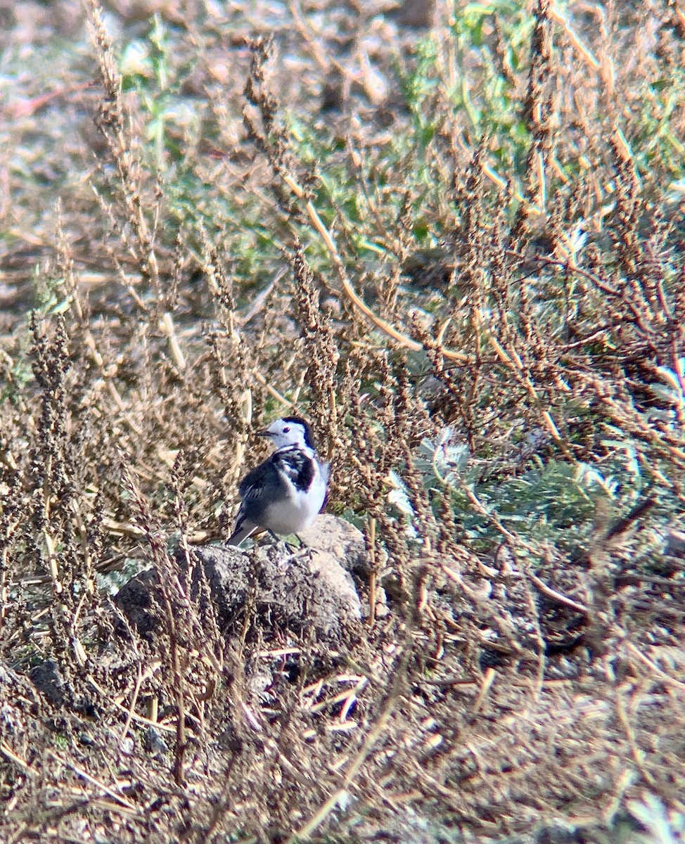 White Wagtail - ML644231277