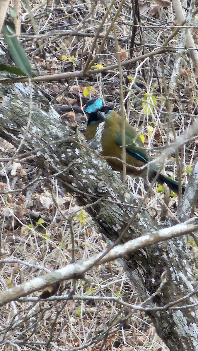 Whooping Motmot - ML644231284