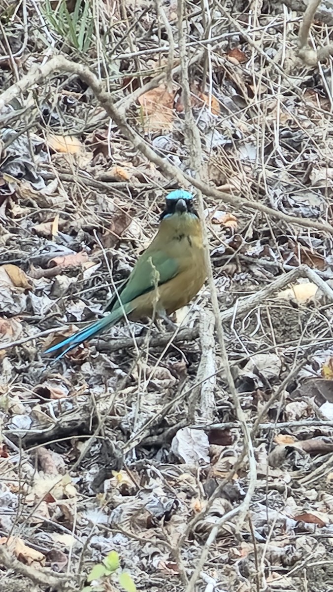 Whooping Motmot - ML644231285