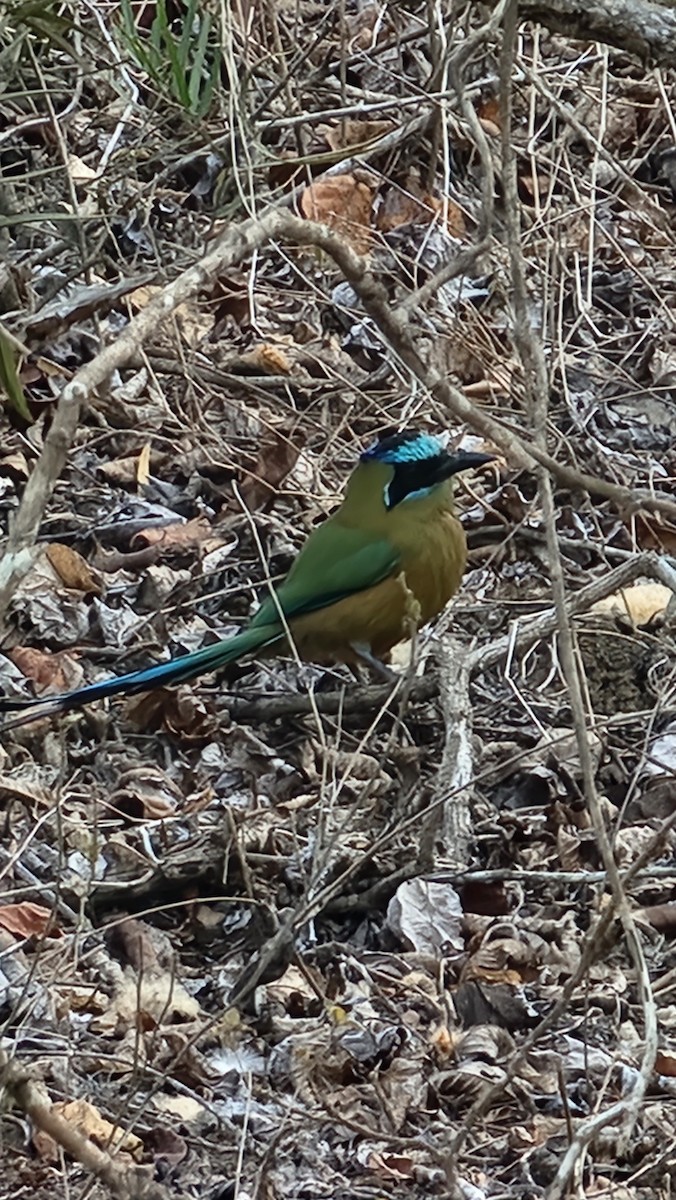 Whooping Motmot - ML644231286