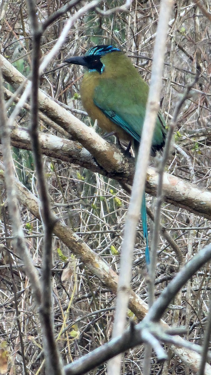 Whooping Motmot - ML644231287