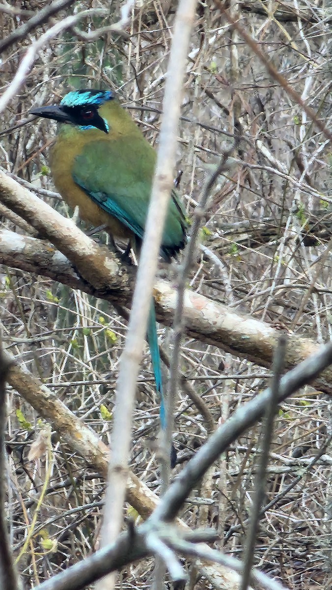 Whooping Motmot - ML644231288