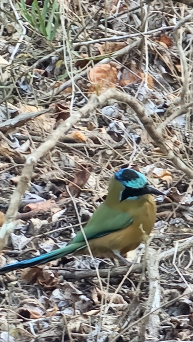 Whooping Motmot - ML644231289