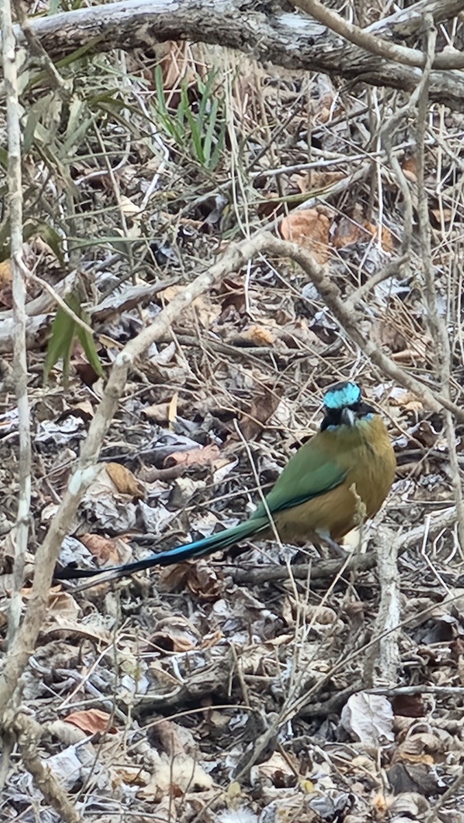 Whooping Motmot - ML644231290