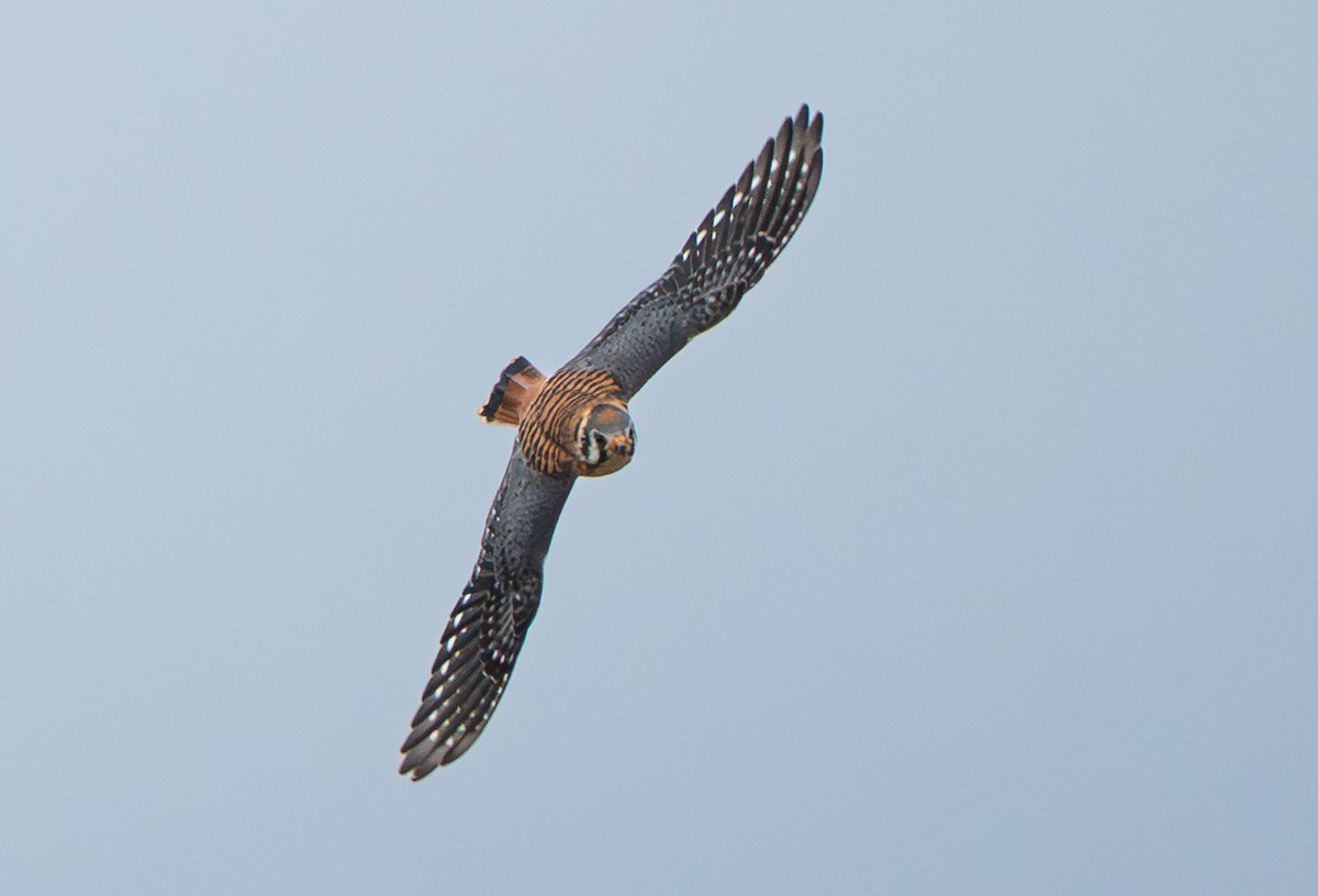American Kestrel (Northern) - ML644231292