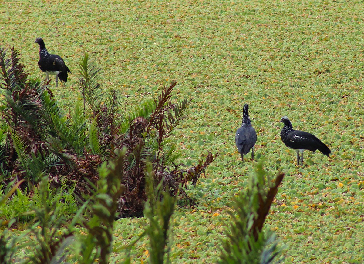 Horned Screamer - ML644231294